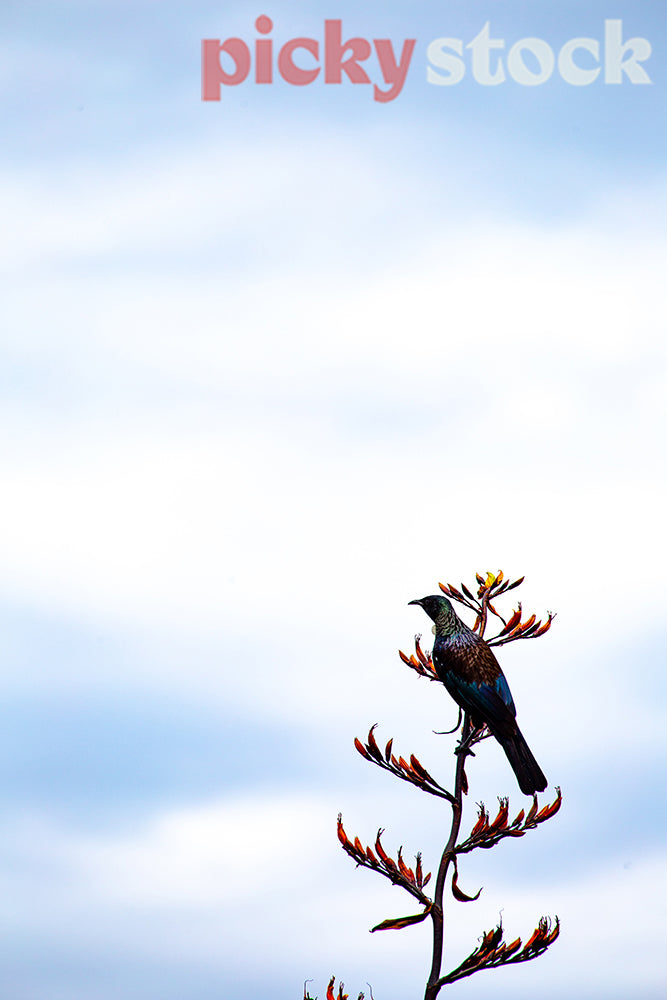 Tui bird feeding on flax flowers (Phormium tenax).