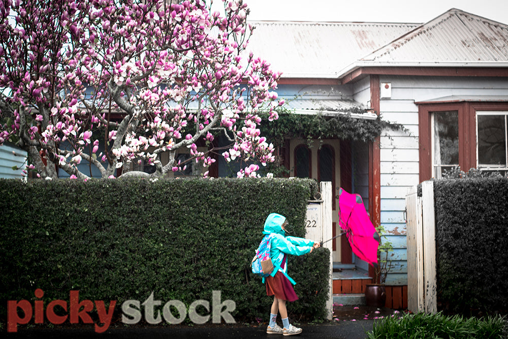 Child walking to school with a pink umbrella on a early spring windy day with a Devonport villa in the background.