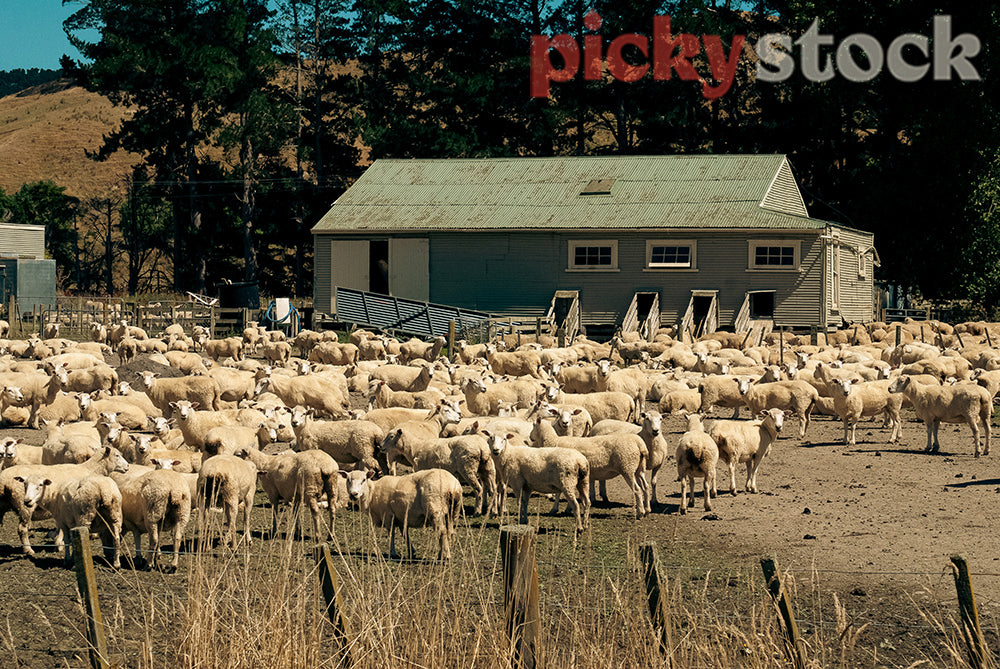 Sheep farm and sheering shed.