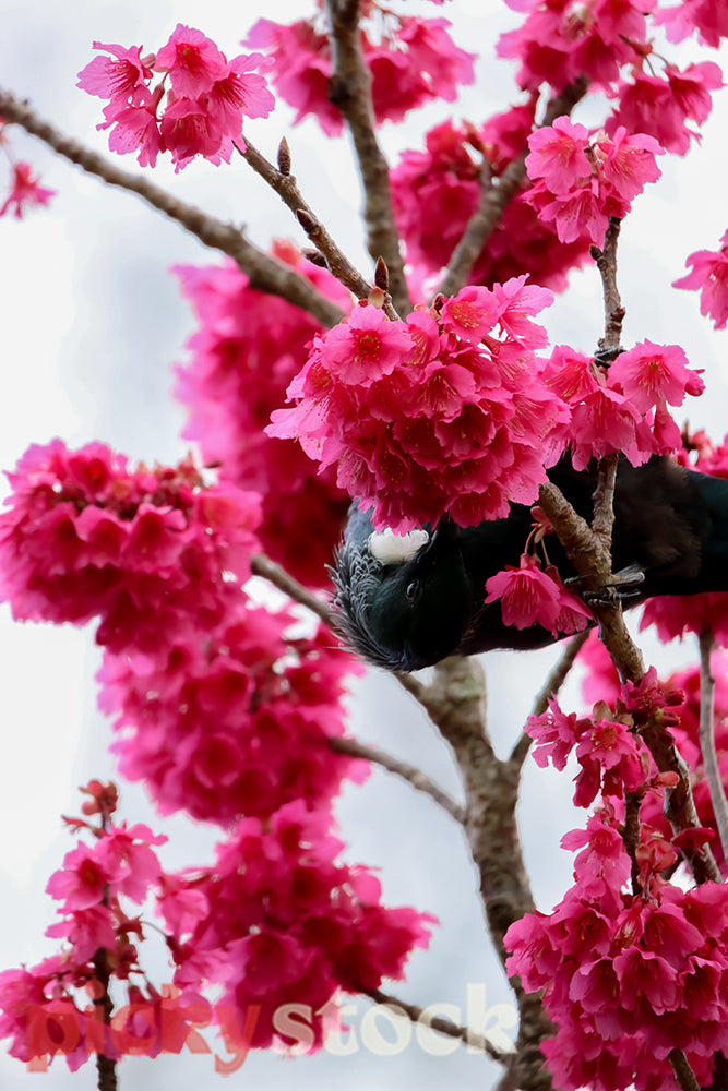 Tui enjoying the nectar from the cherry tree.