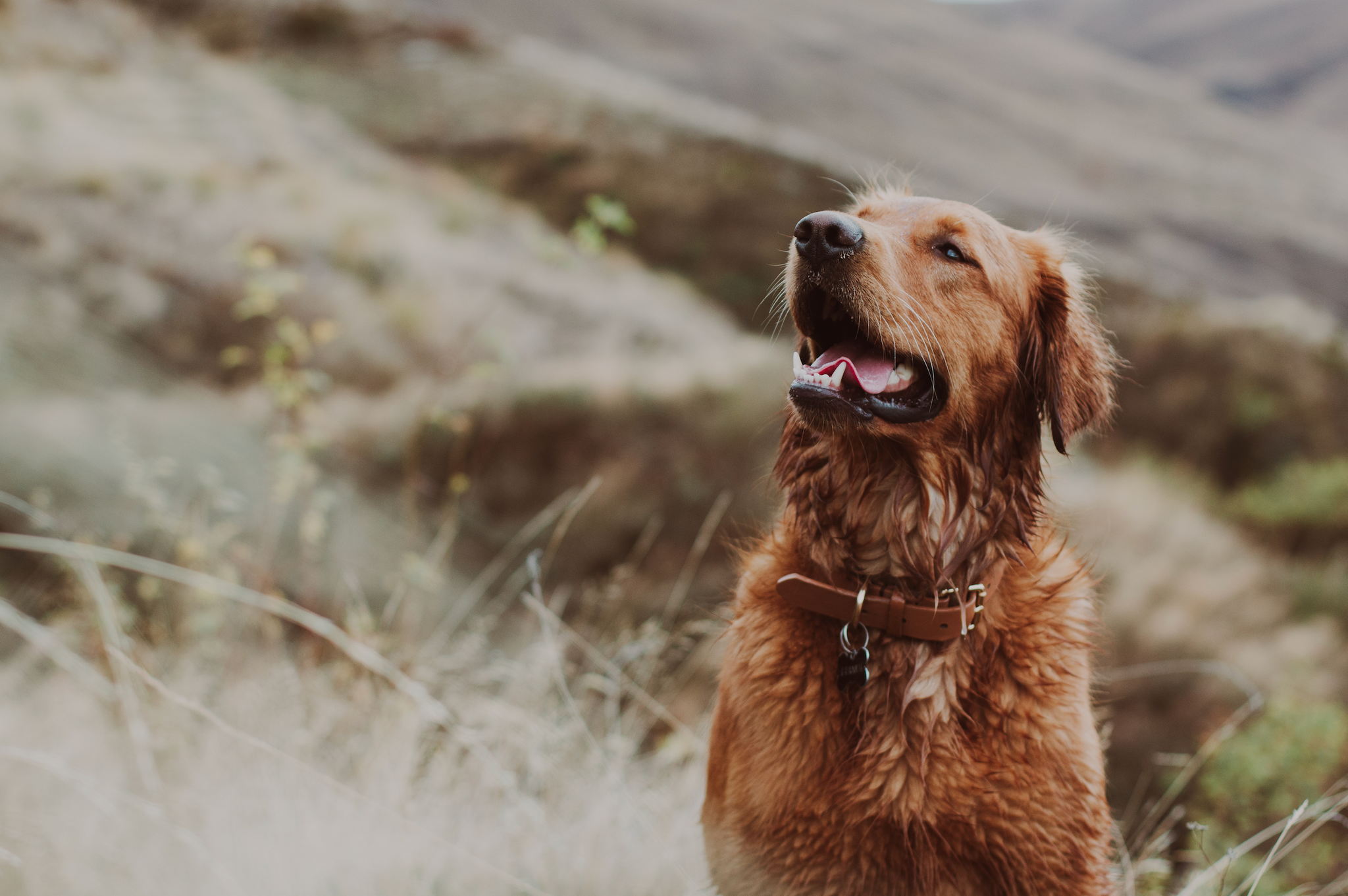 Stock image of happy dog outdoors in the hills of Queenstown, New Zealand. 