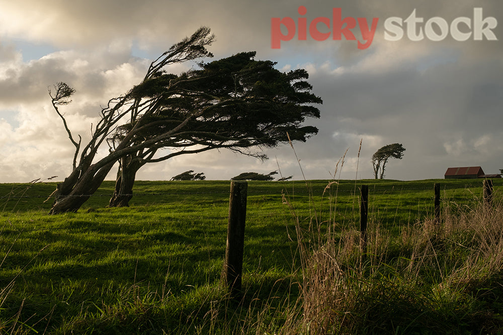 West Coast Landscape blows over tree