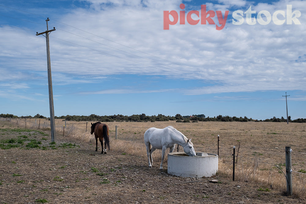 Horses drinking from water trough