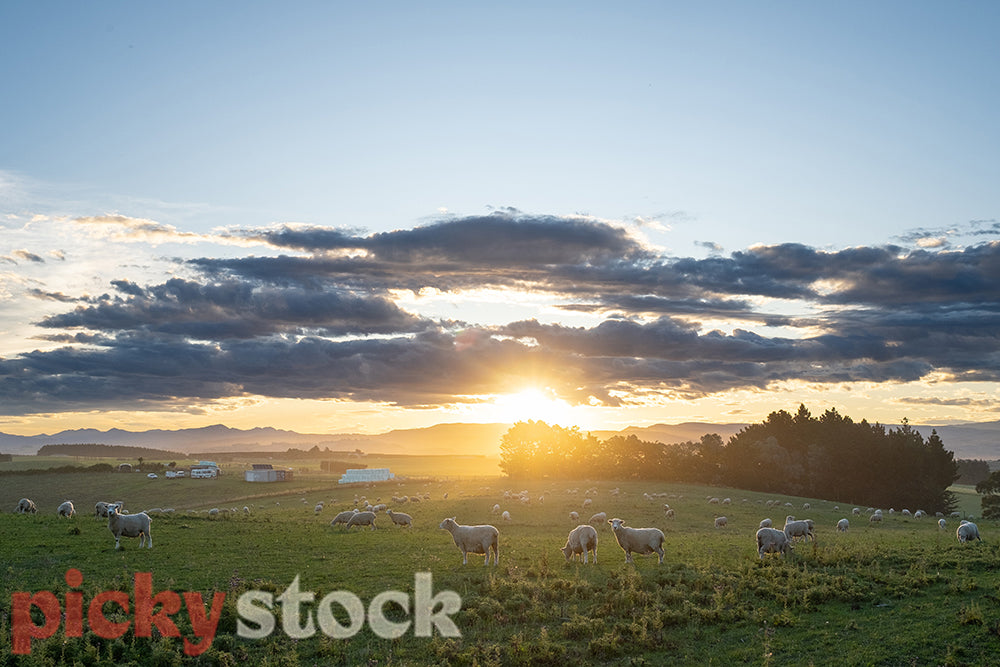 Sheep in paddock with sunset