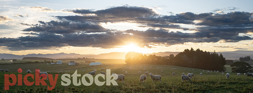 Sheep in paddock with sunset