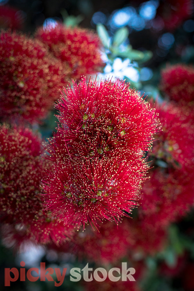 Close up of New Zealand Pohutukawa tree in full bloom.