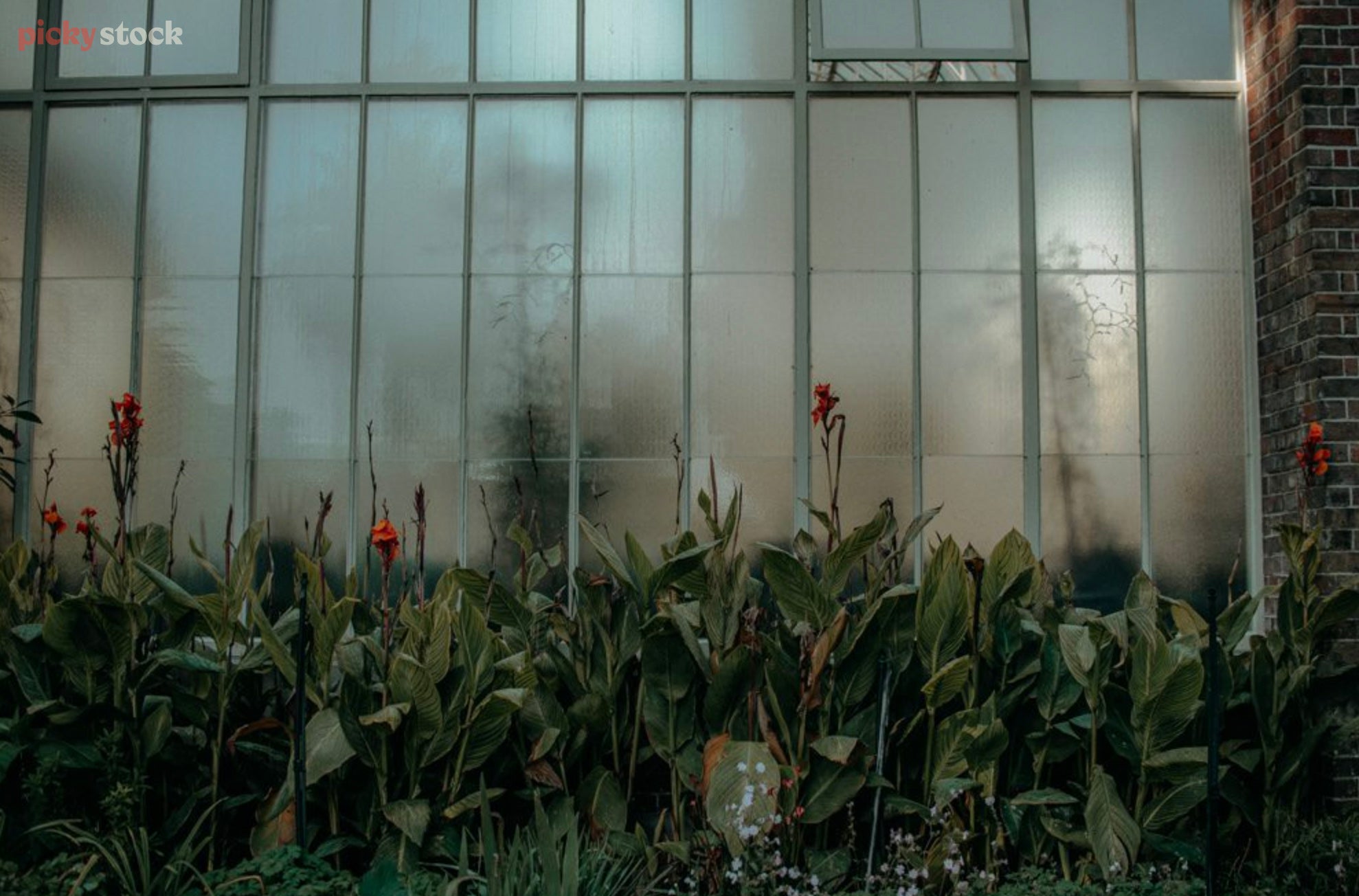 Canna Lillies line the inside of the Auckland Domain Wintergardens, the heat fogging up the large glasshouse windows. 