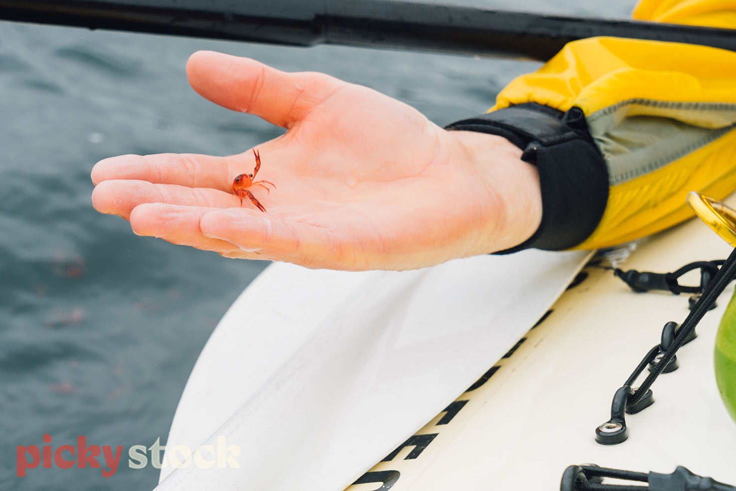 Sea kayaker holding a tiny, gregarious squat lobster in his hand 