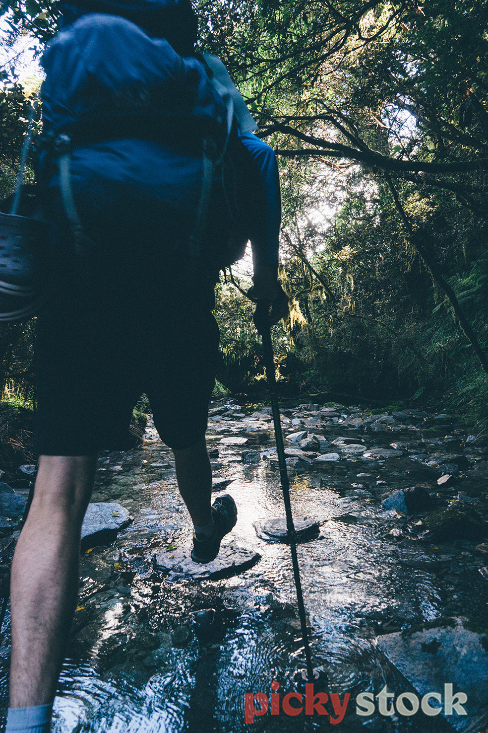 A tramper walks in a creek in the forest