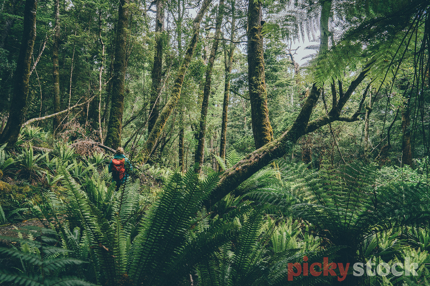 Hiker amongst the ferns in the forest