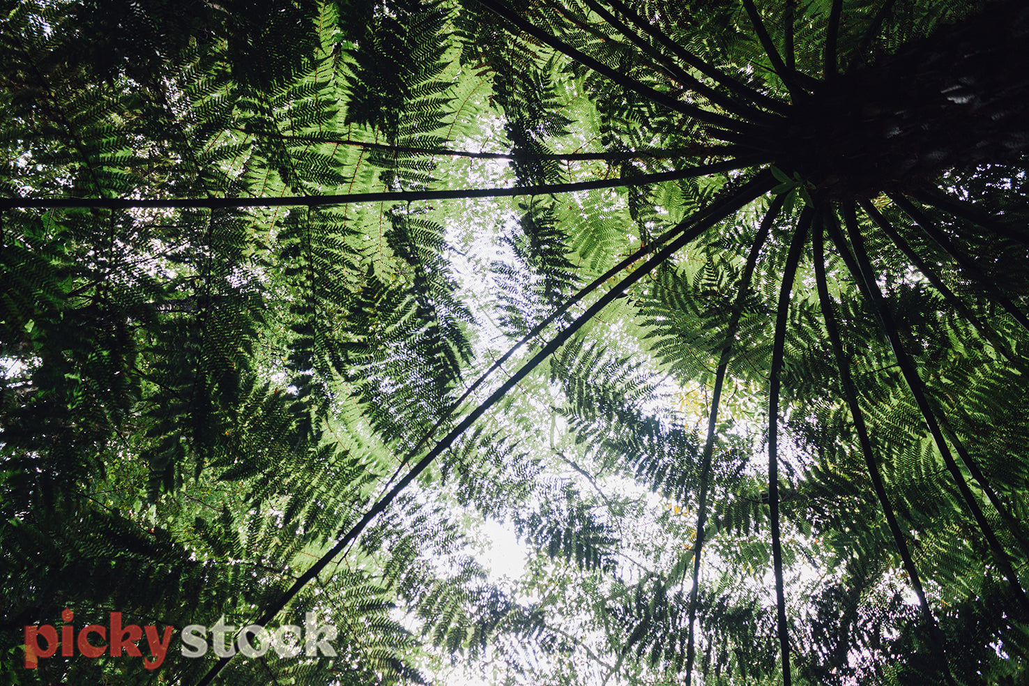 Looking up into the roof of a fern