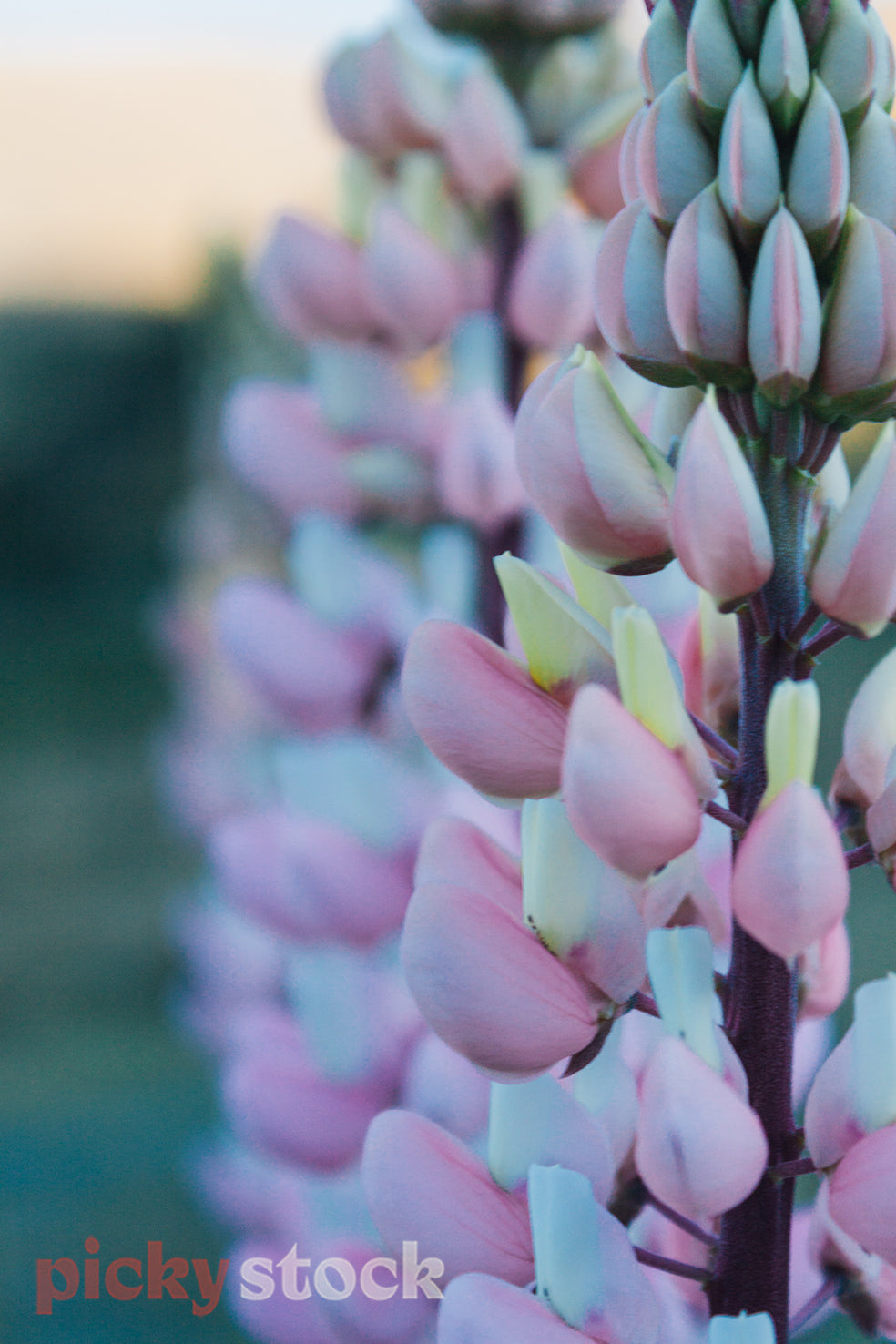Close up of a pink Lupin flower