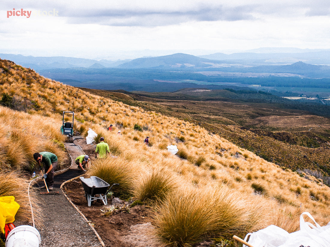 A working bee where volunteers are creating a new path on Tongariro National Park. People use wheelbarrows and shovels to create the park amongst hte tussock. In the distance, the wider national park can be seen. 
