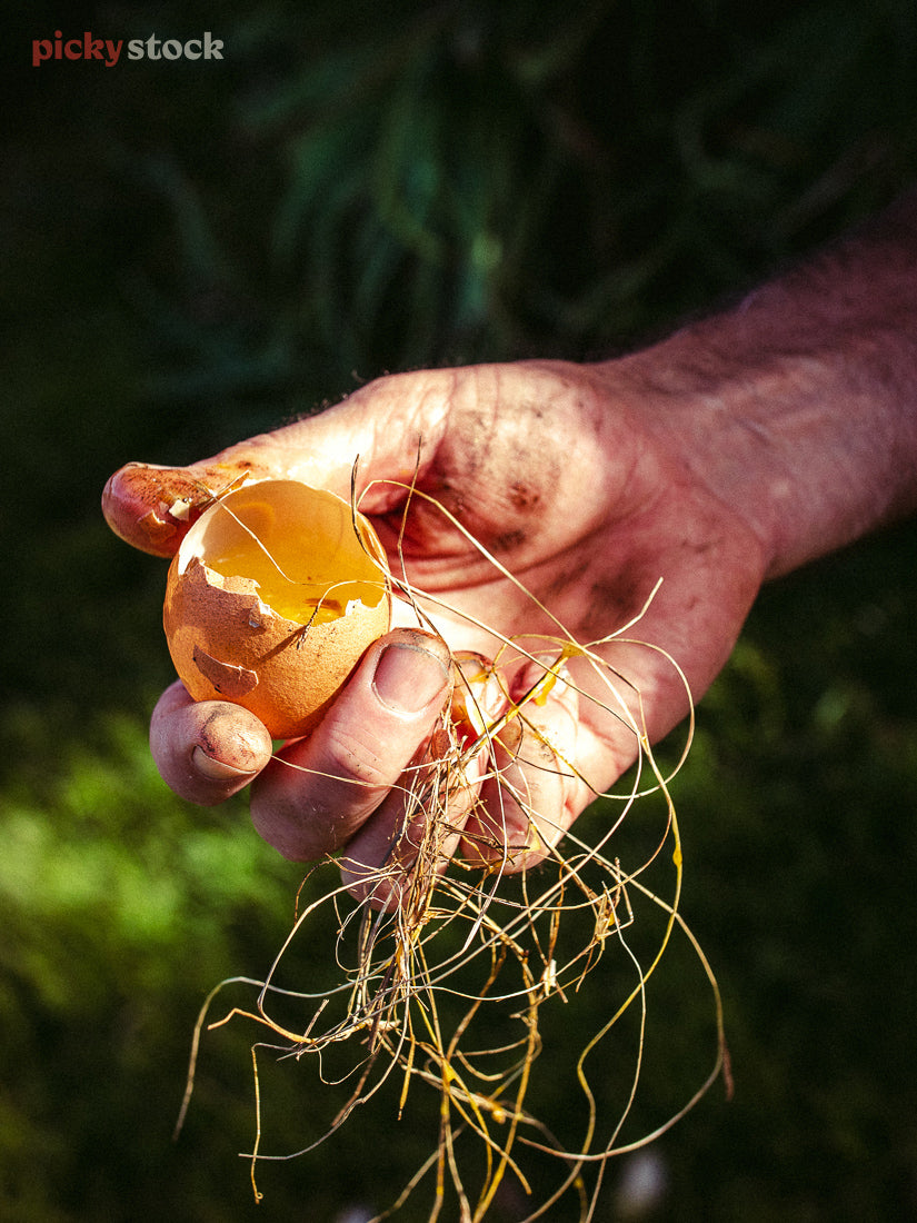 Close up of hand holding cracked egg shell with grass. The golden light strikes the hand dramatically, while the rest of the image is blurred out of focus. 