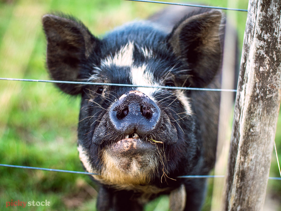 A black and white coloured pig looks towards camera through wired fence. His nose pokes through, while his chin rests on the wire. The image is close up. 
