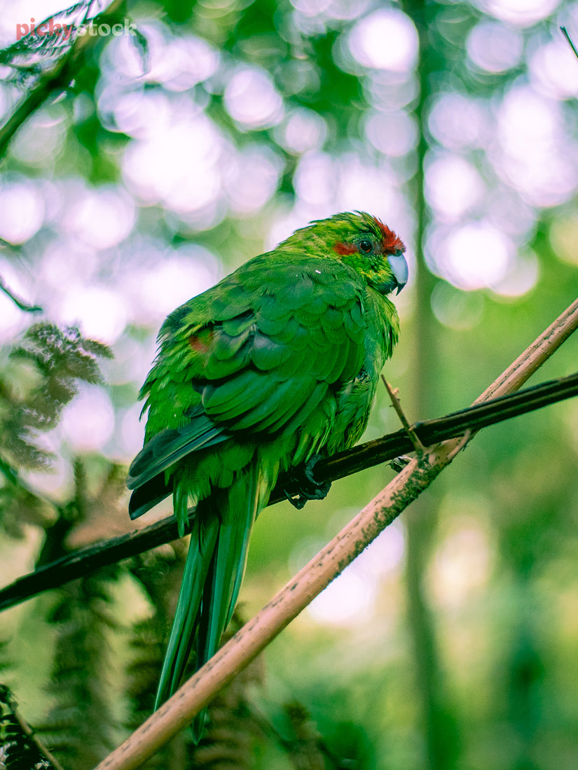 A close up image of a lime green parakeet sitting on a branch in New Zealand. The red feathers around its eyes are visible as it looks back over to the camera. The green background is speckled and out of focus. 