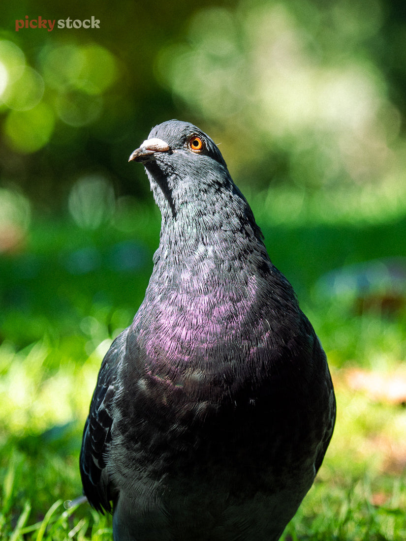 Close up image of a pidgeon at Western Springs park. The light hits the birds' chest feathers, brining out the purple and green colours. The bird looks direct to camera while the green plant background is out-of-focus. 
