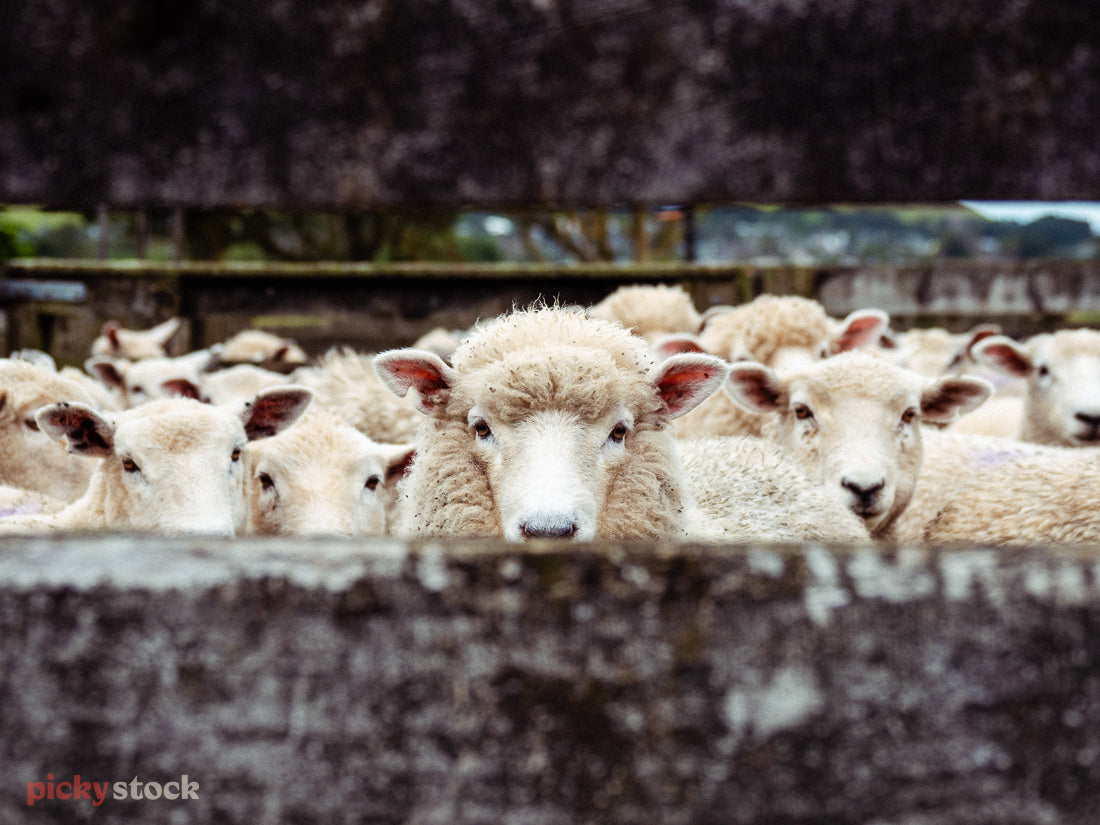 Looking through the wooden fence towards a bunch of sheep. The sheep all look back towards camera through a fence.