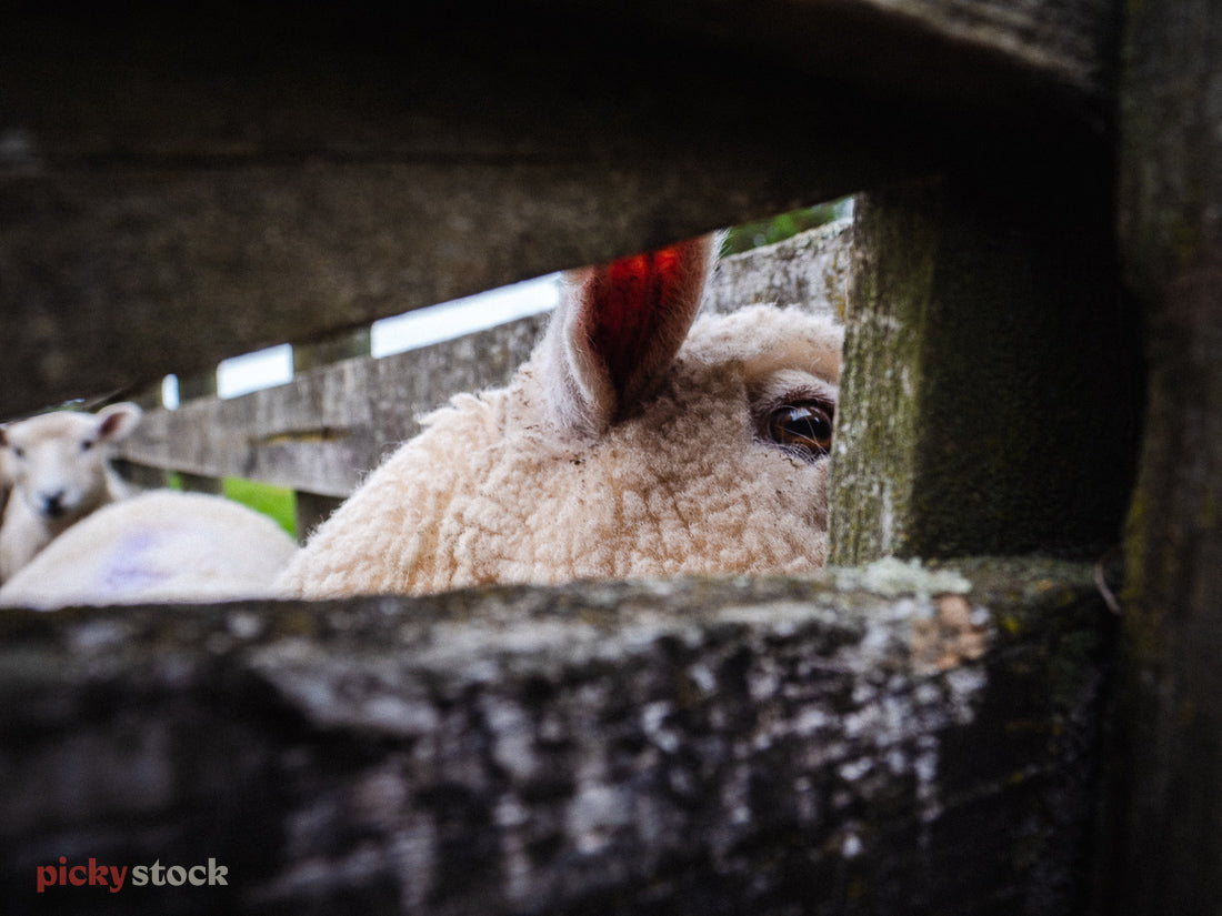 Looking through the wooden fence on an angle towards the side of a sheep. The sheep looks out to a different direction.