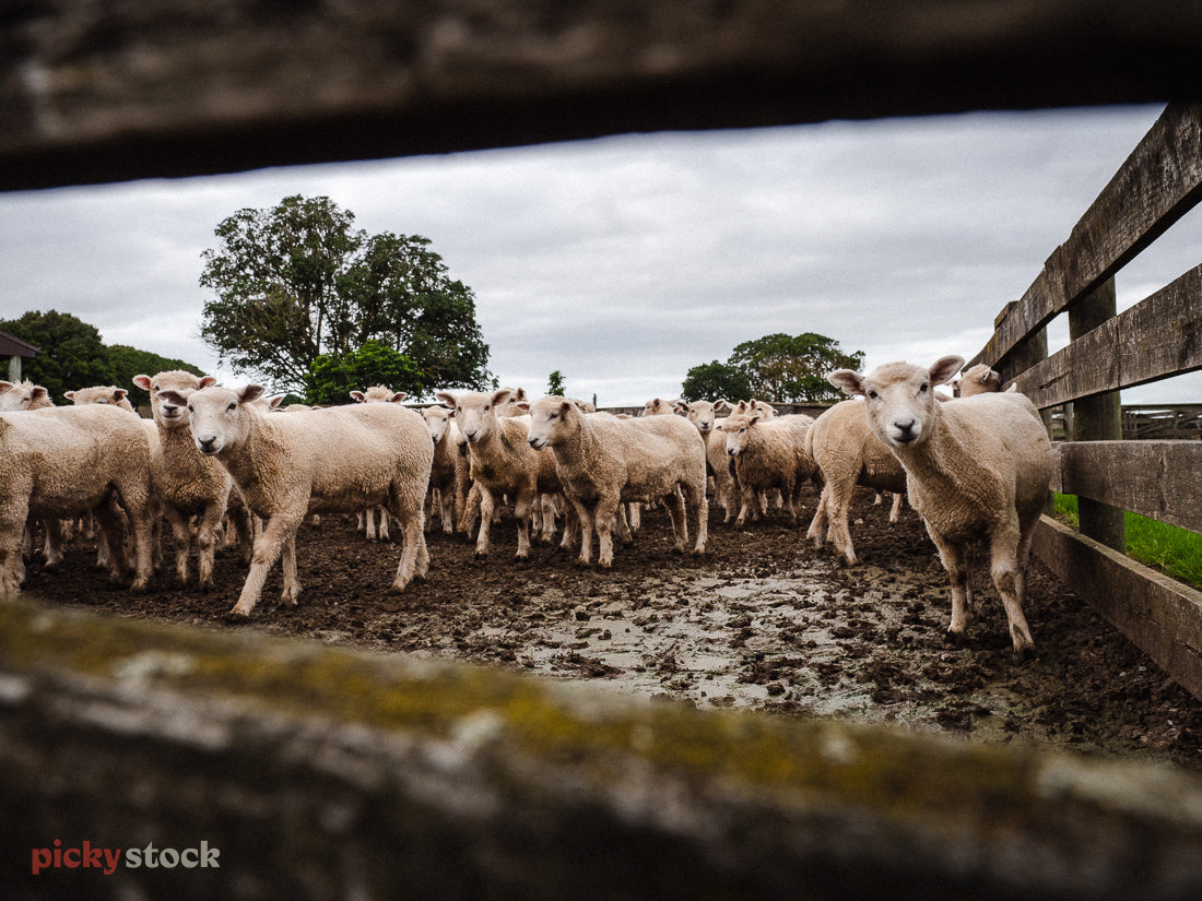 Looking through the wooden fence towards a bunch of sheep on a muddy paddock. The sheep all look back towards camera through a fence.