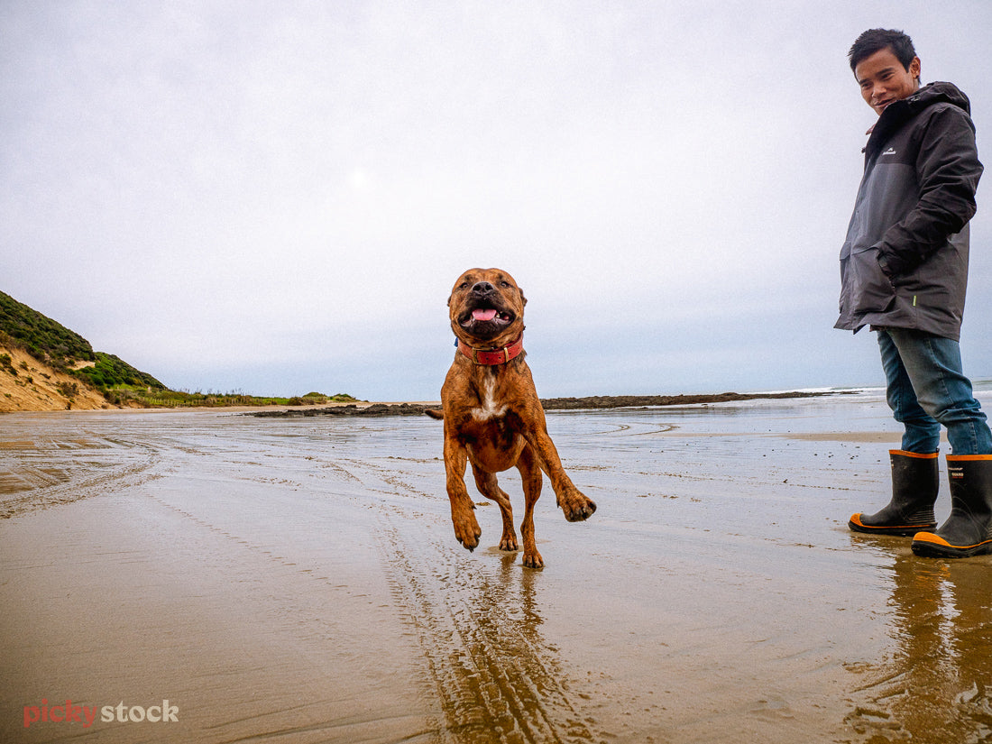A dog bounds towards the camera, mid-air, it moves with velocity along the Northland beach. The sand beneath is wet and it's a grey day. An Asian man looks on in amusement with his hands in rainjacket pocket. 