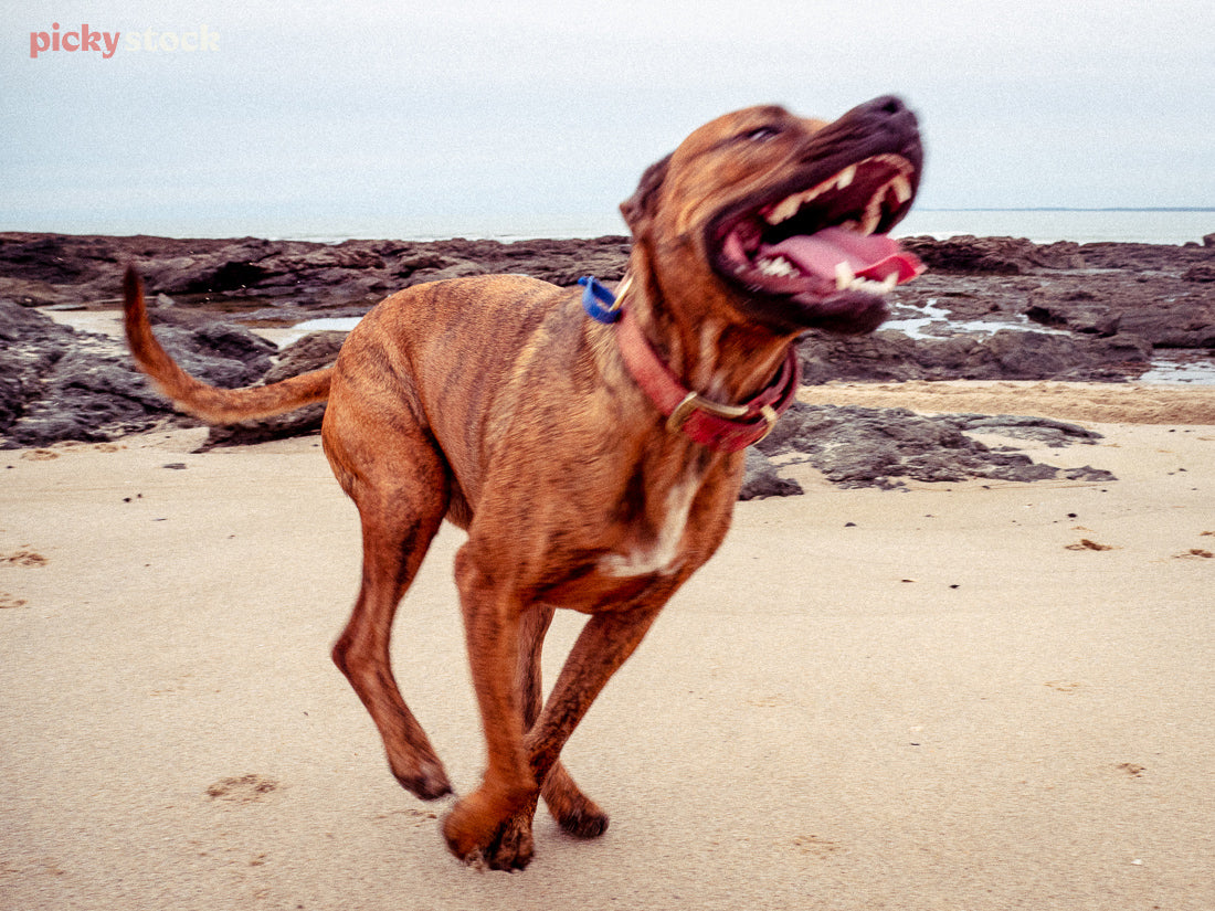 A dog bounds towards the camera, mid-air, it moves with velocity along the Northland beach. The dog is so happy to be on the beach. 
