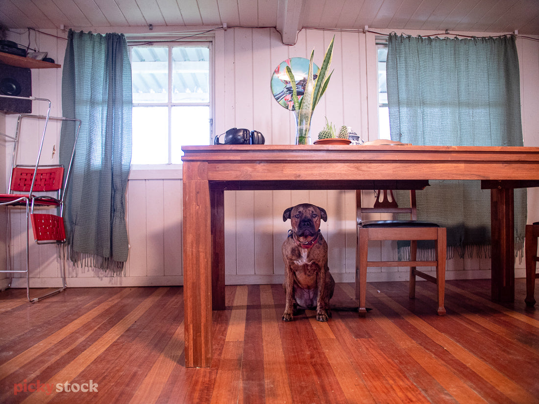 A dog sits under a wooden dining room table, looking direct to camera. Two windows sit behind the table with  light blue curtains. 