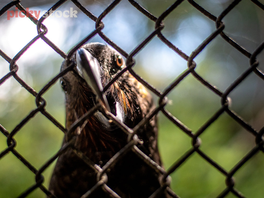 Close up of Kaka bird through cross-wired fence. The bird clips on to the fence with its beak, looking straight toward the camera. Background is out of focus. 