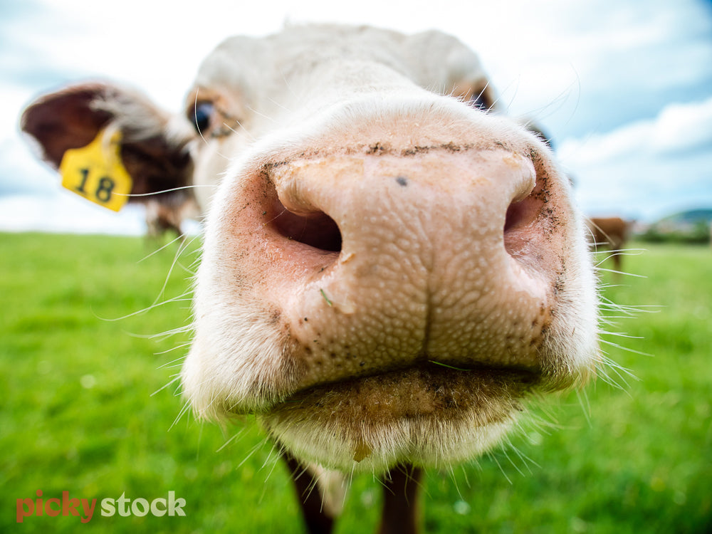 Extreme close up of cows face looking directly down the barrel of the camera. Bright green grass in background. 