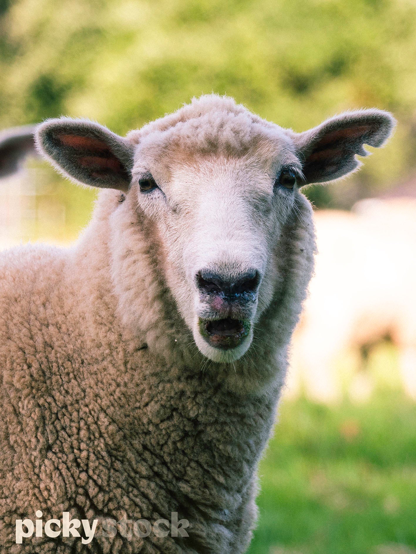 Sheep looking directly to camera. Green in background. Shallow depth of field.