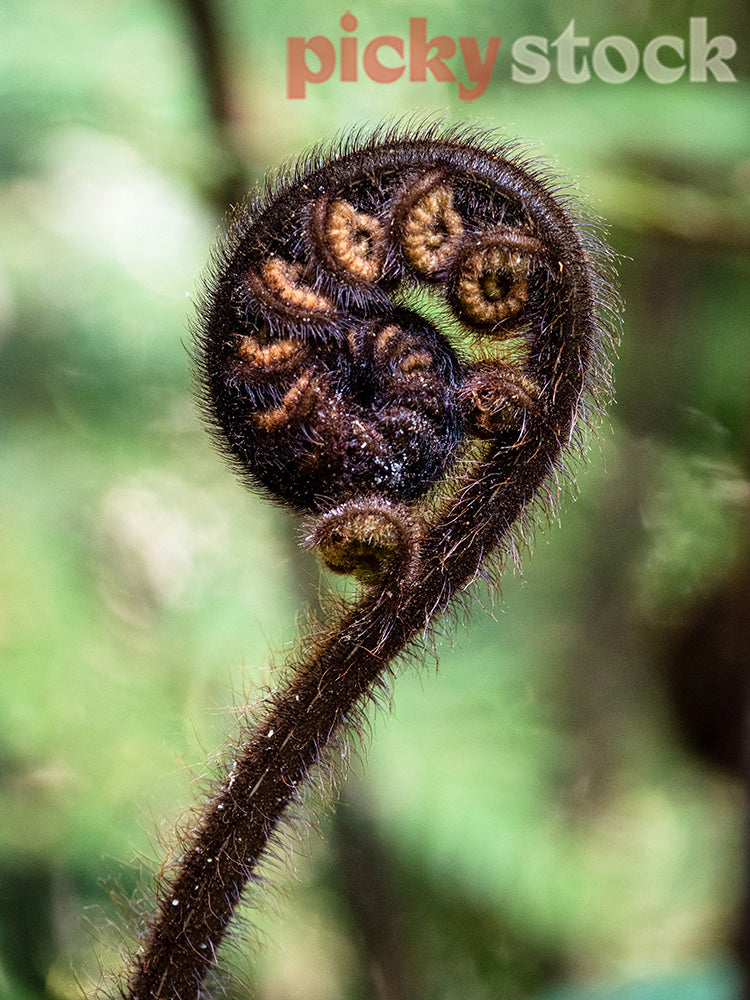 Close up of curled up fern