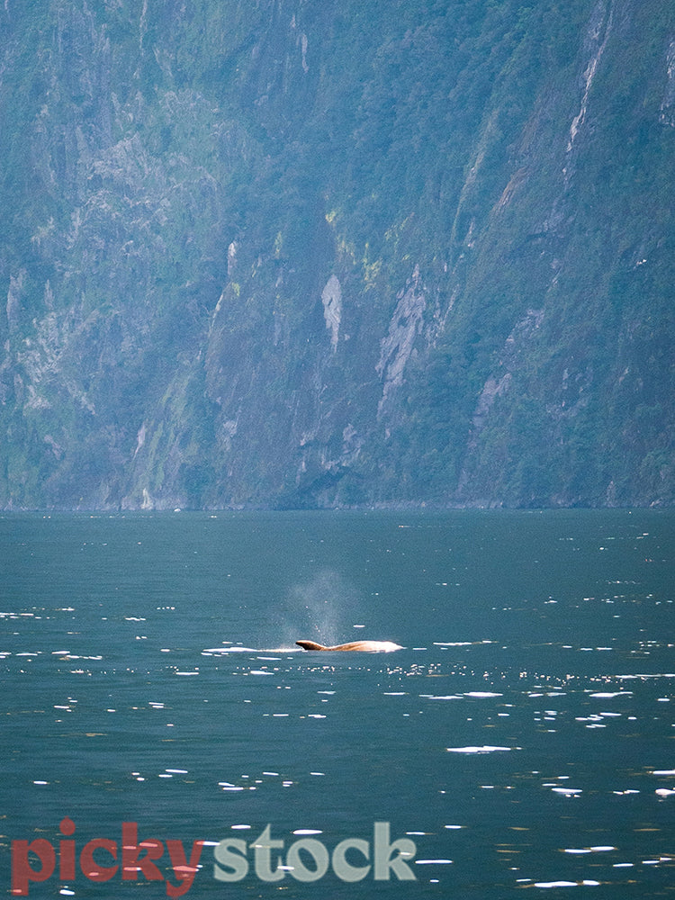 Bottlenose dolphin surfaces for air in Milford Sound