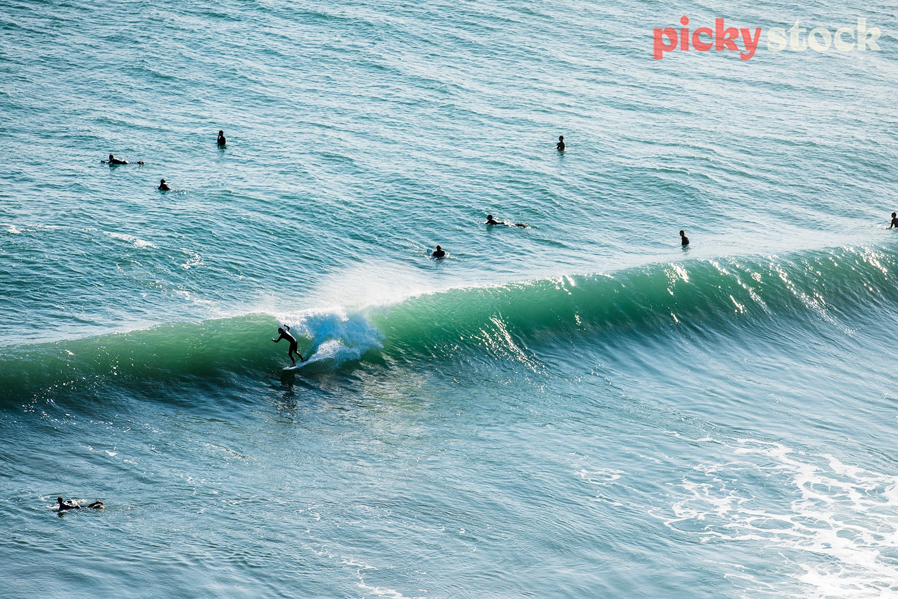 Surfer rides the green waves at Piha, seen from high angle. 