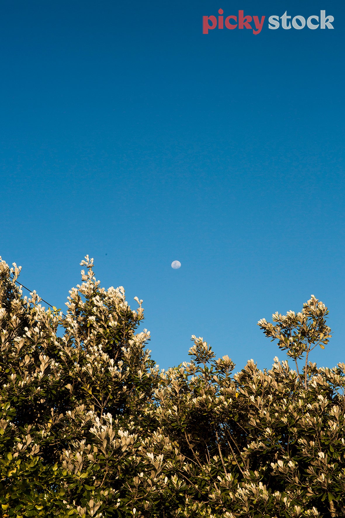 Moon appearing over trees on blue day.