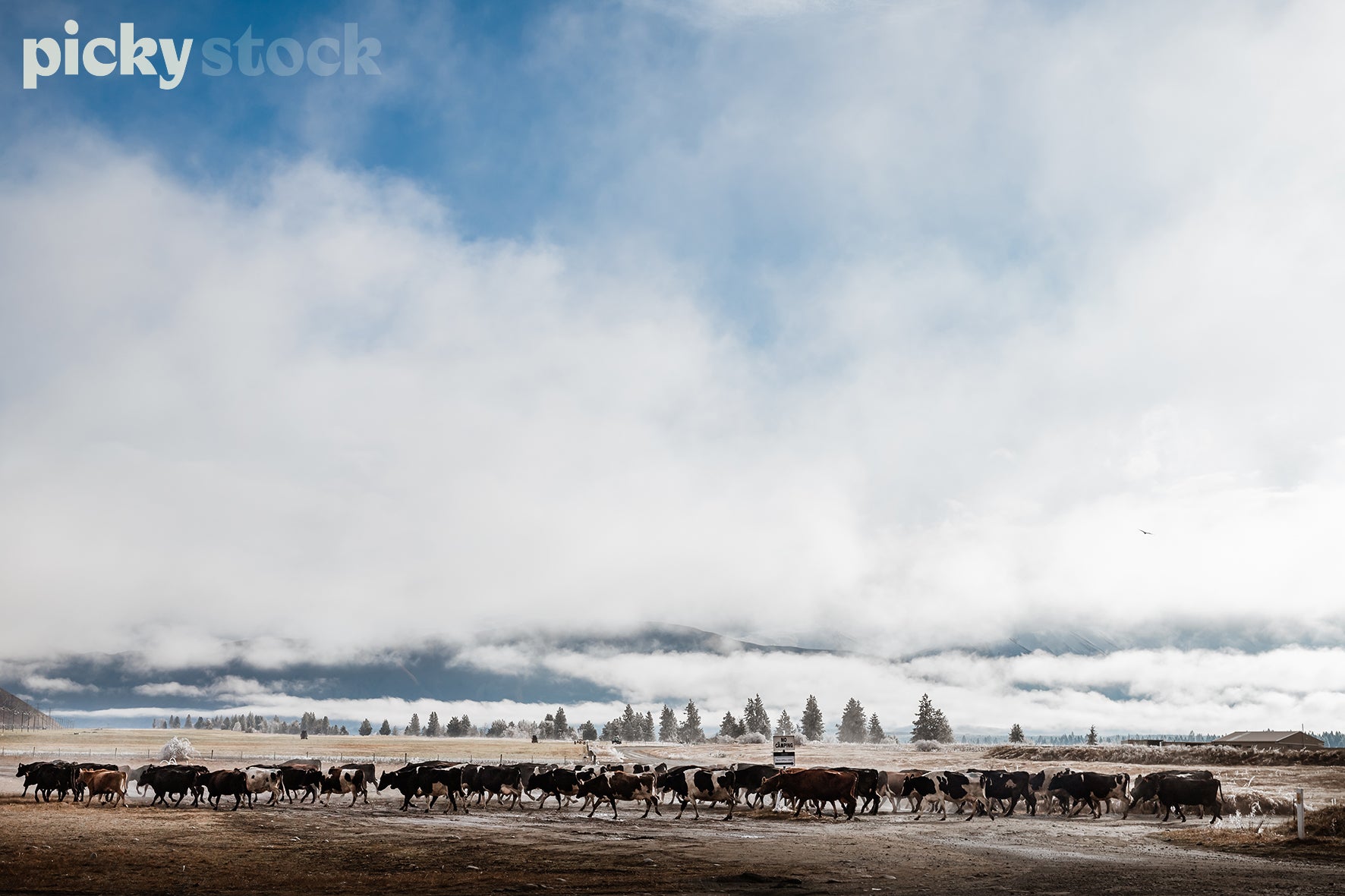 Landscape shot of cows crossing a paddock early morning in Twizel, Canterbury. Paddock is a dry brown, with patches of water. Cloud is low. Trees scattered in background. 