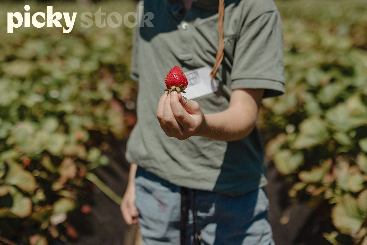 Young boy holding a large strawberry towards camera. Top of head not shown. Strawberry field in background out of focus. Green leaves with lots of strawberries visible. Boy is wearing a soft green polo shirt with blue pants