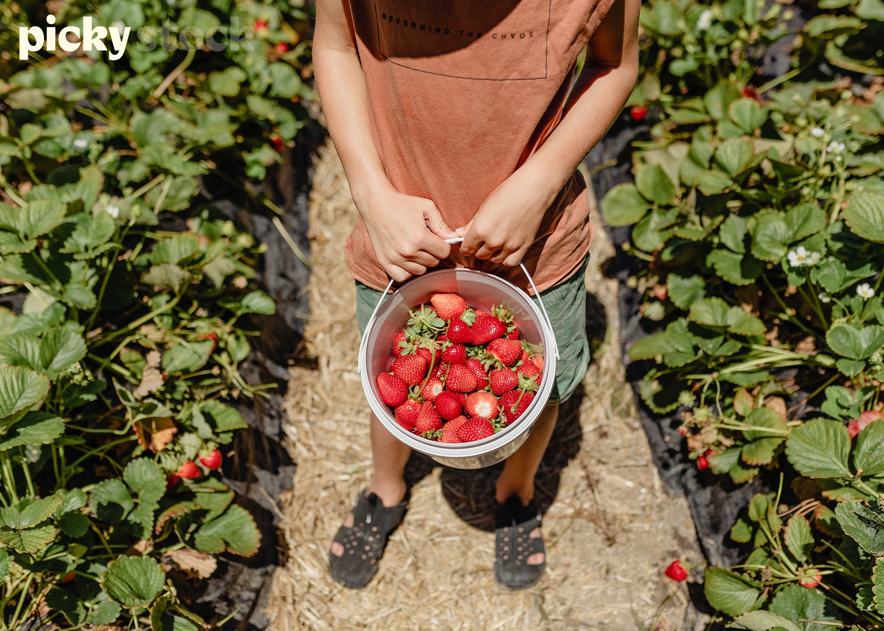 Young boy wearing orange singlet holding a large white bucket of strawberries. Standing along a strawberry orchard row. High angle, strawberries visible on green plants