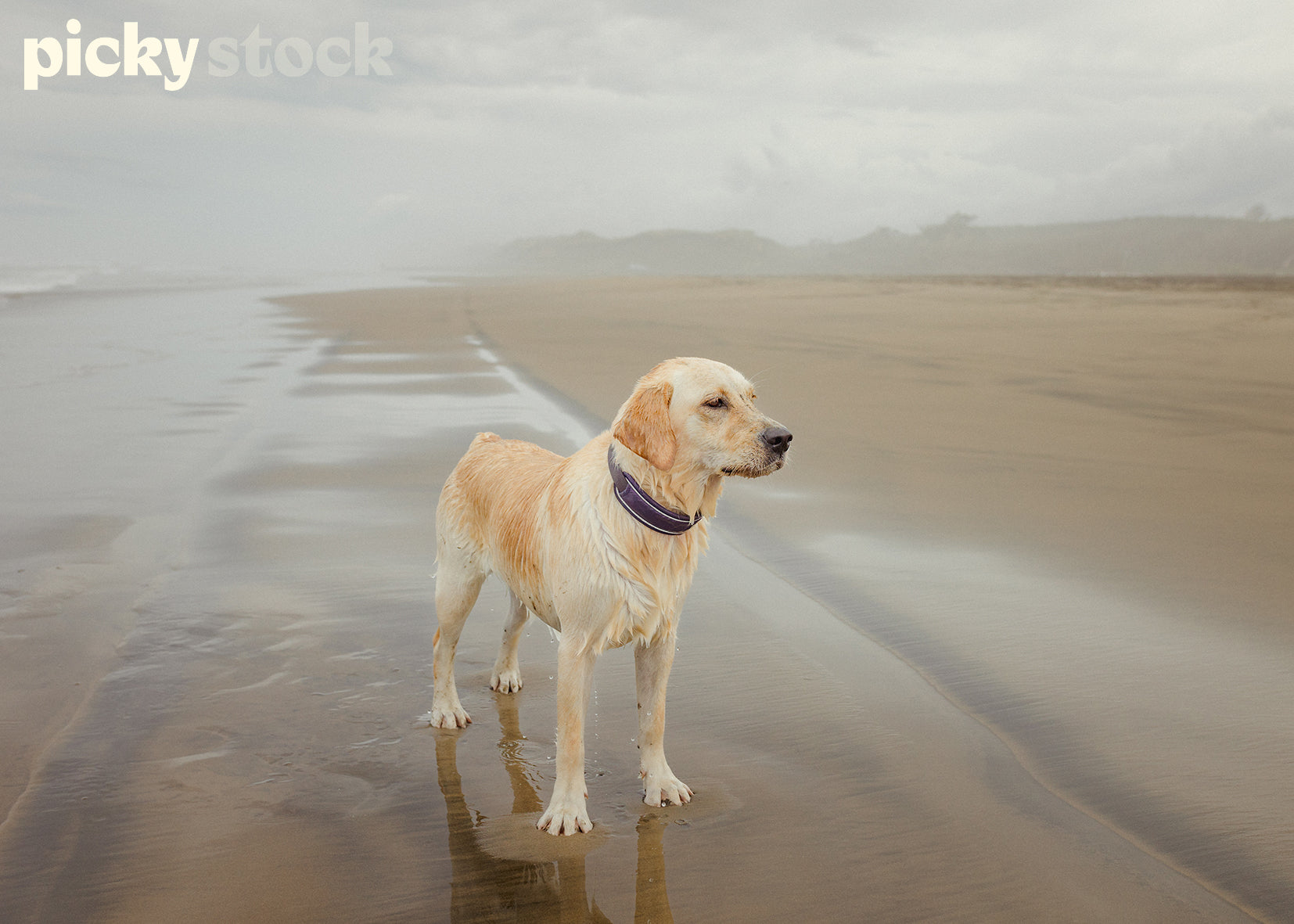 Golden Labrador puppy standing on the wet sand at low tide. golden sand, with shadow of dog visible. Low fog light.