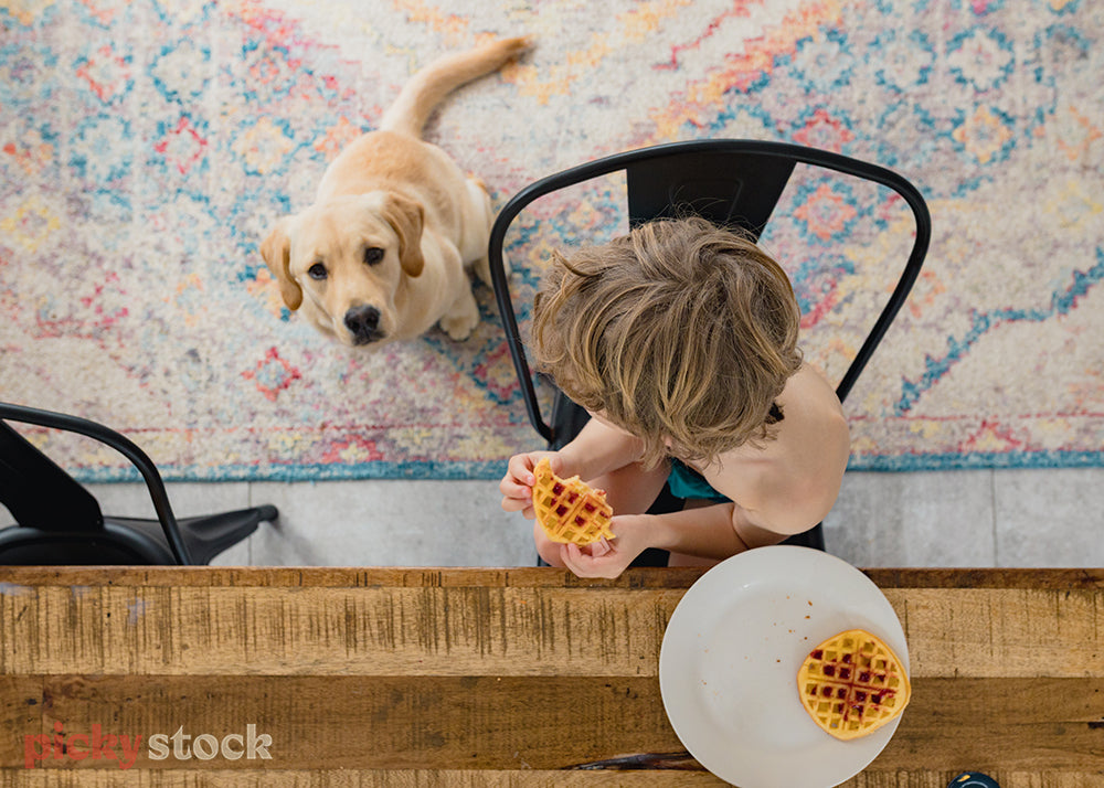 Boy eating waffles sitting at a wooden kitchen table while golden retriever puppy looks on expectantly. Image is top down, boy has sandy blonde hair. Dog is sitting on a muted Persian rug. 