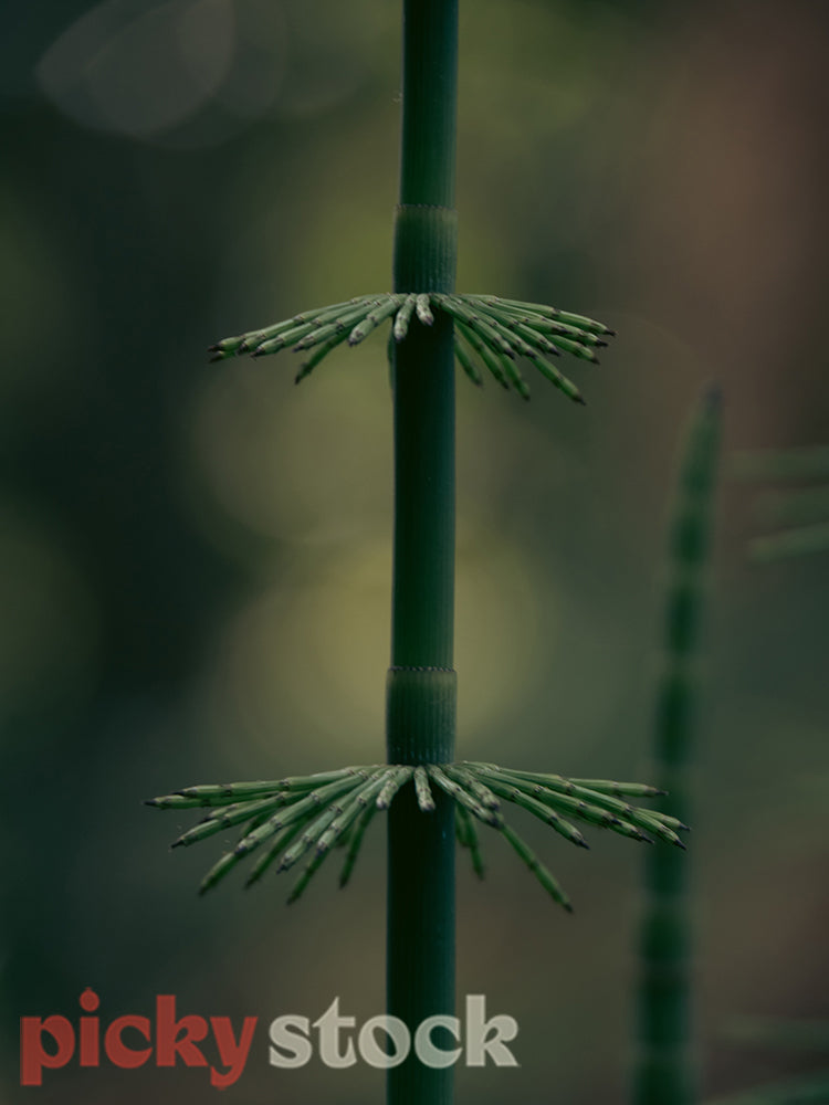Close up of a plant stalk.