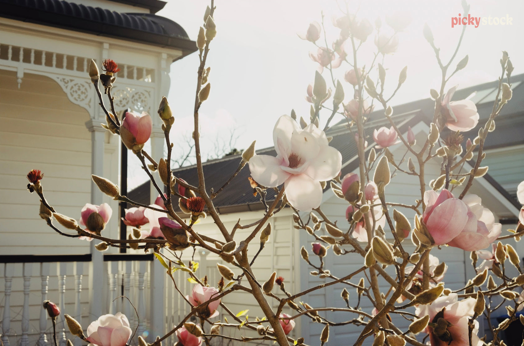 A landscape of a blooming magnolia plant in front of a whitewashed cottage on a sunny day.