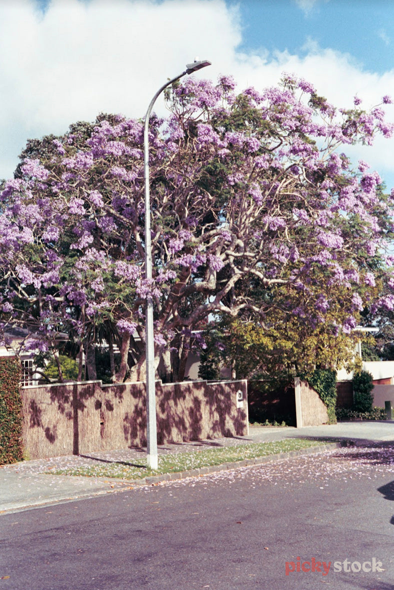 Jacaranda Tree in full flower, with light purple blooms blossoming out from behind the fence out on to the street. 