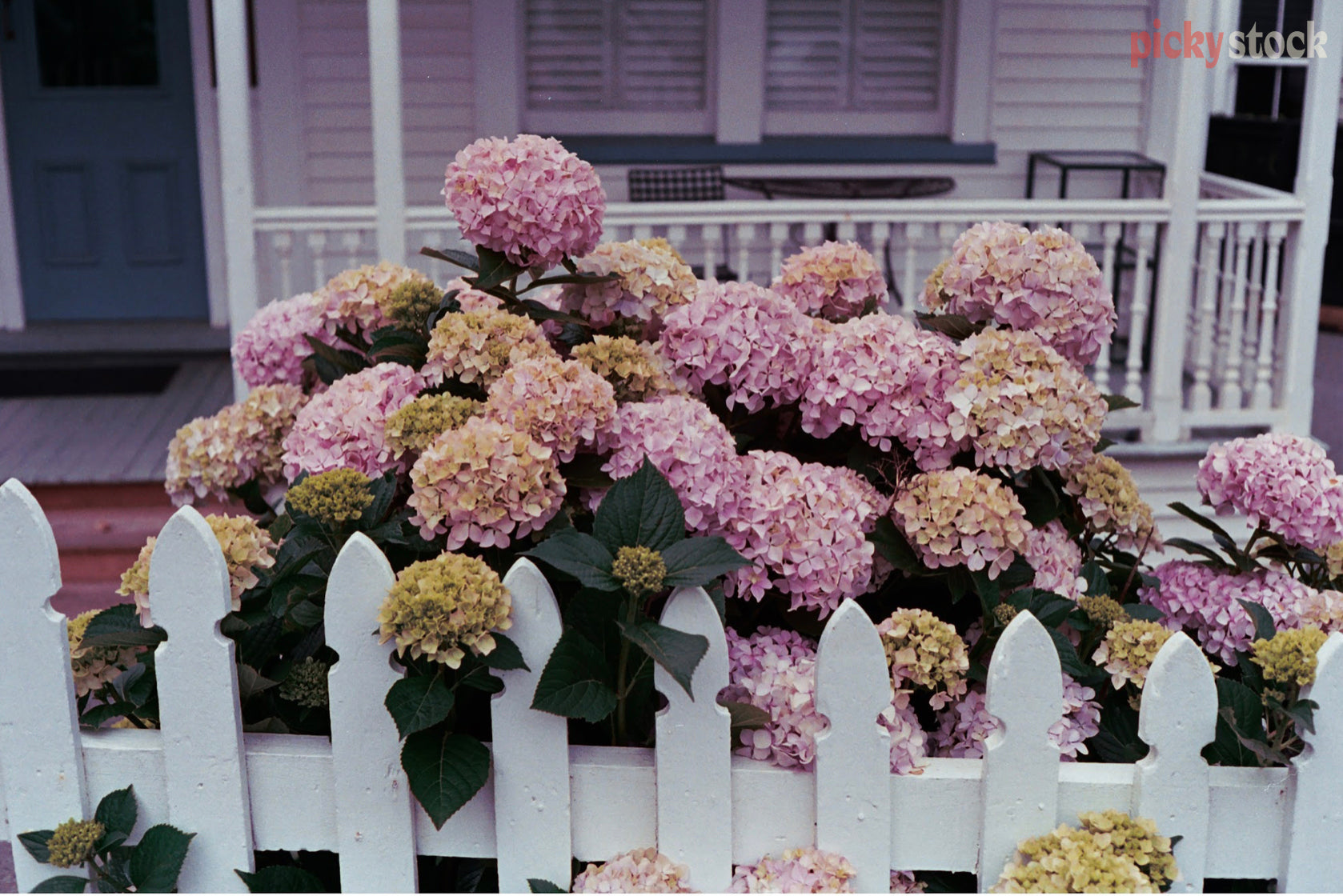 A landscape of a blooming hydrangea plant behind a white picket fence and in front of a whitewashed cottage.