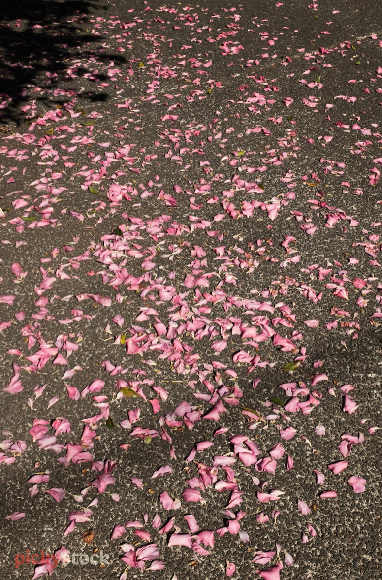 Fallen petals on the footpath of an Auckland street, the petals look like colourful confetti. 