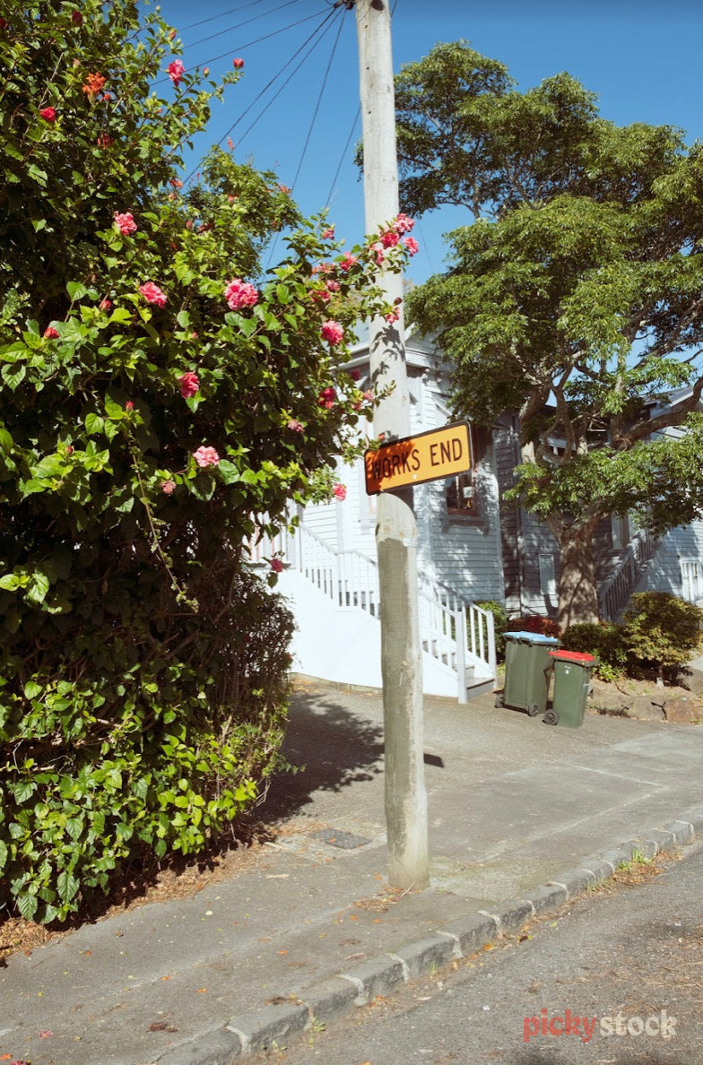 Portrait of a pink camellia tree and power poll with an orange 'works end' sign on a sidewalk, with a white suburban house and green rubbish bins in the background.