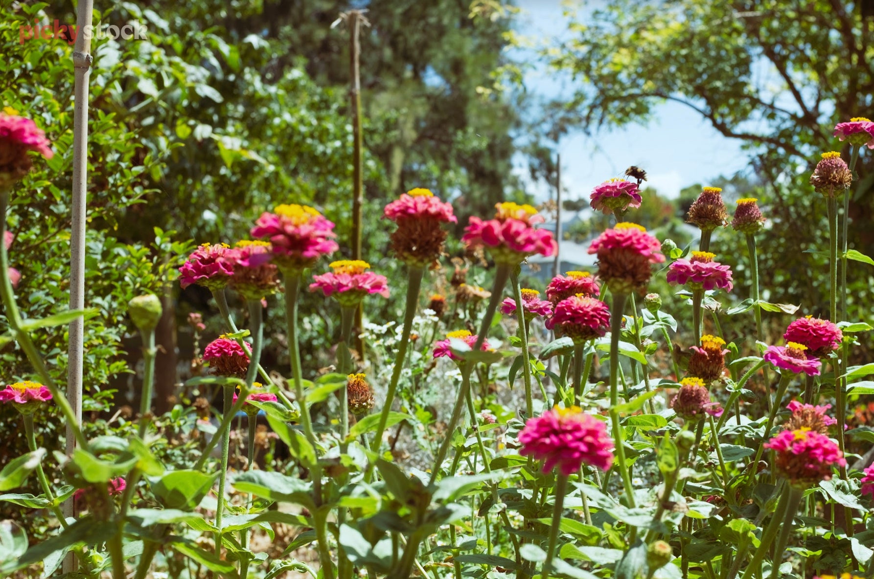 Close-up landscape of a patch of zinnias blooming on a sunny day in a garden, a bee is pictured pollinating one of the flowers.