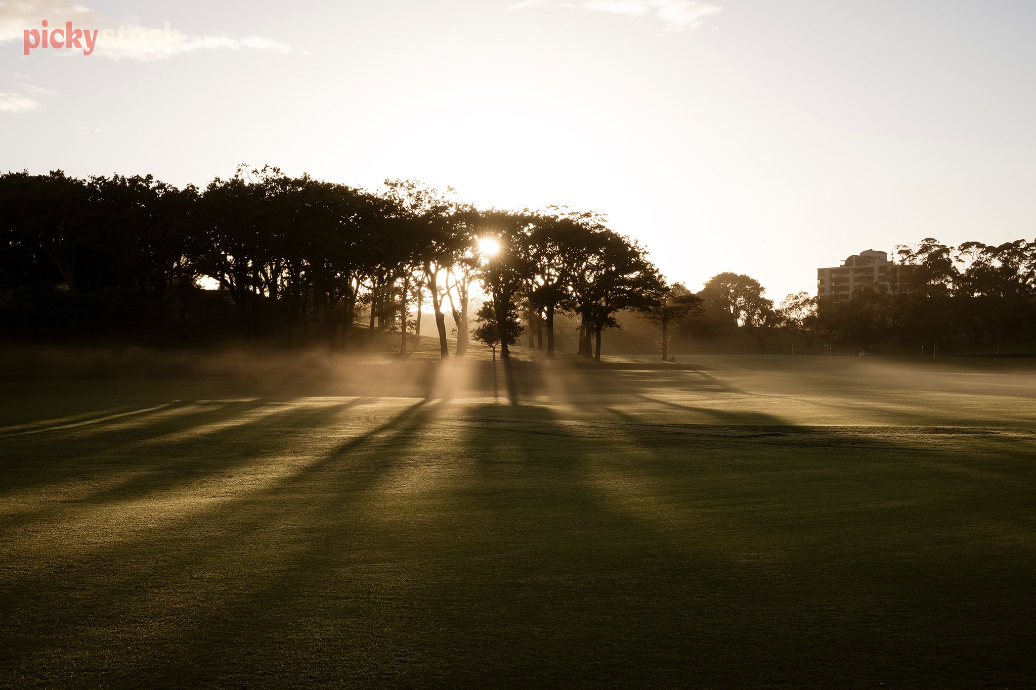  Misty light peering through the trees on the hills of Auckland's Domain on a chilly morning. 