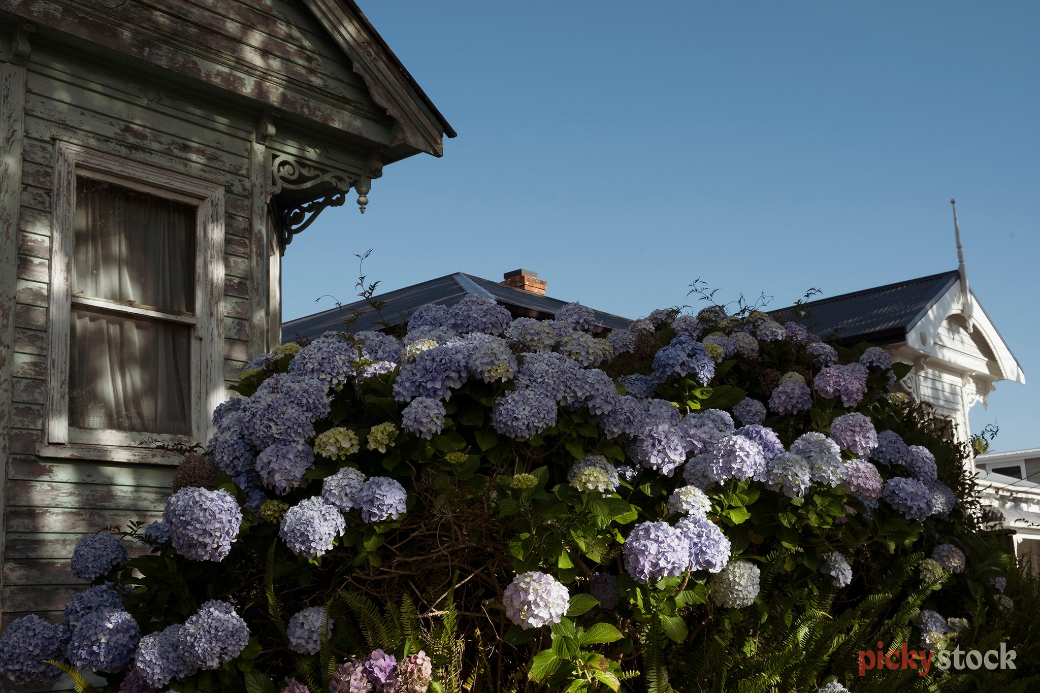 Lilac hydrangeas on the bush against a rundown weatherboard house.