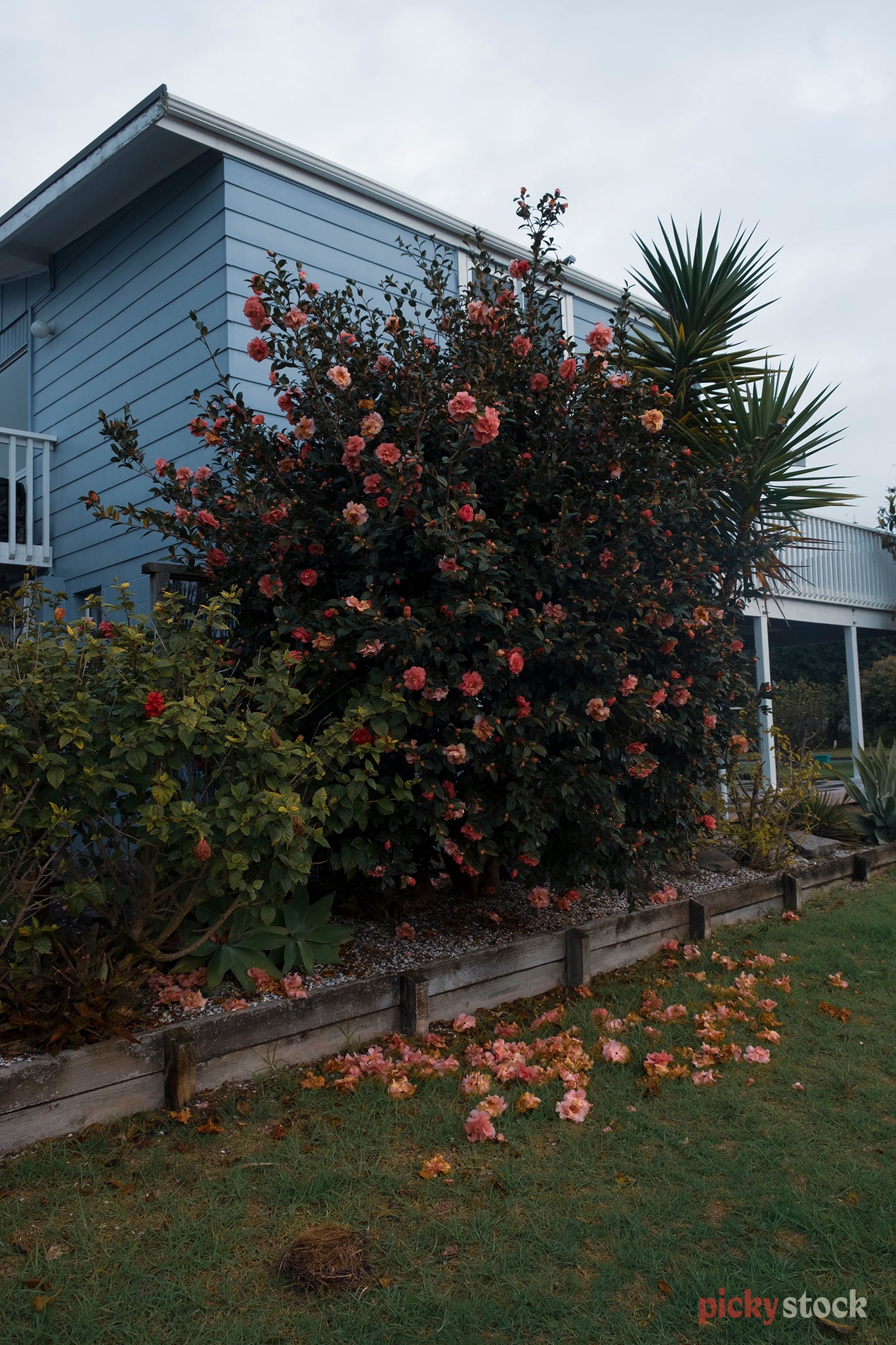 Pink Camellia flowers bloom against the green leaves, against a light blue weatherboard house.