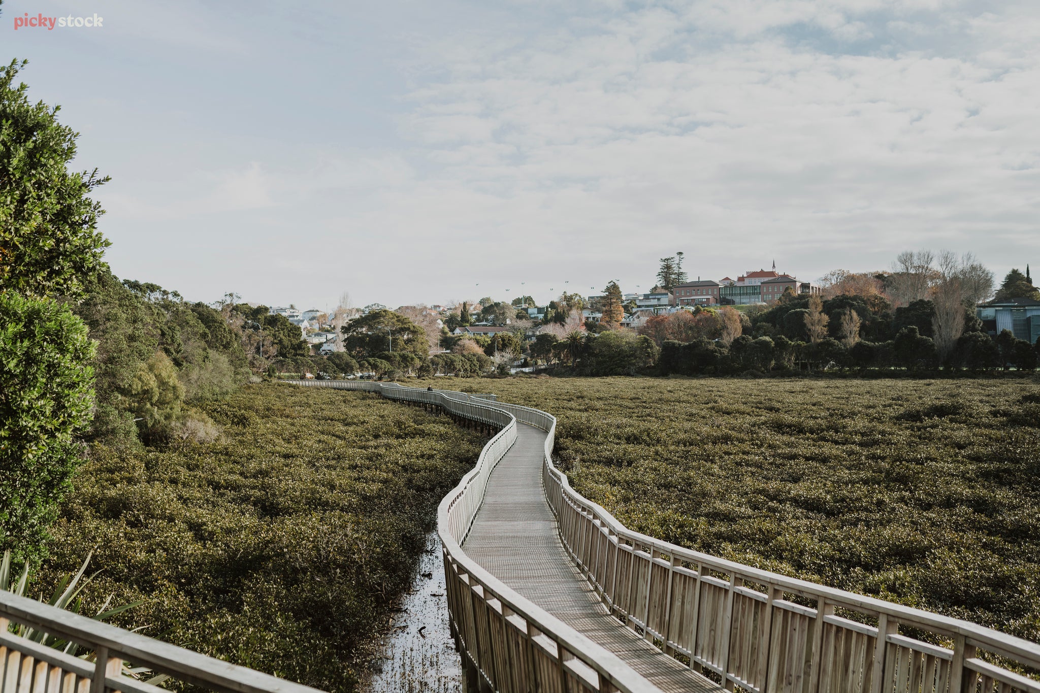 Looking out along a boardwalk through the middle of the mangrove flats of Orakei Basin. In the distance there is a tree lined hill and then there a light fluffy white clouds in the sky. 